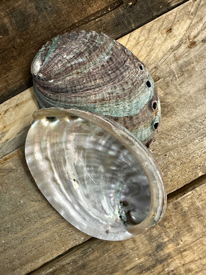 Abalone Shell Smudging Bowl Incense Holder