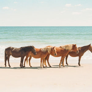 Summer Beach Horses Shower Curtain (DS)