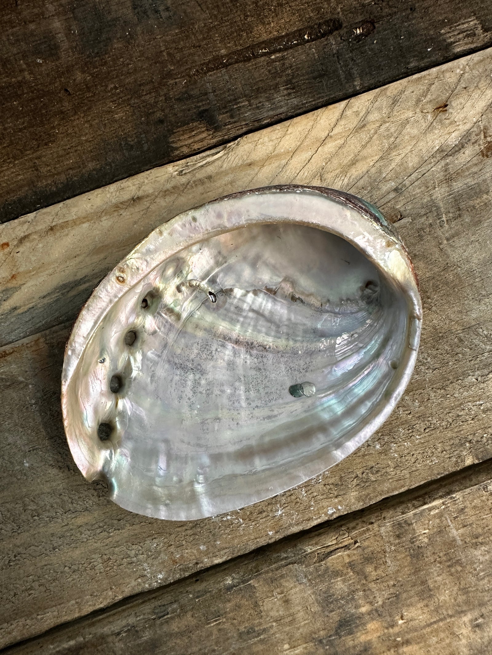 Abalone Shell Smudging Bowl Incense Holder